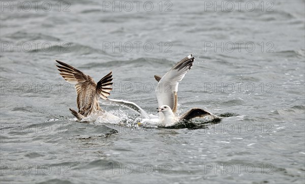 Gulls at sea fighting for dead fish