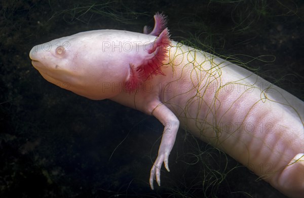 Axolotl