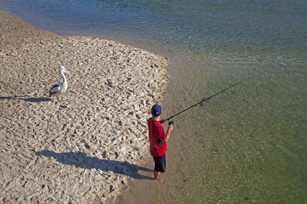 Australian pelican