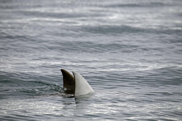 Giant oceanic manta ray