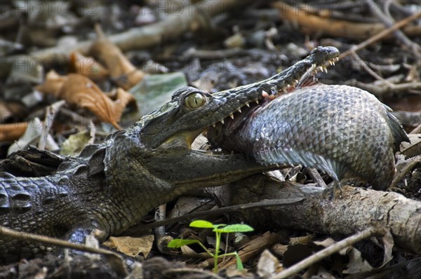 Spectacled caiman