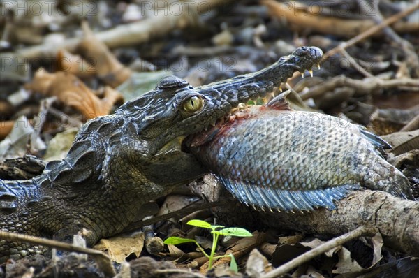 Young spectacled caiman