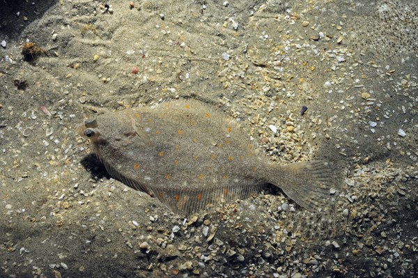 European plaice