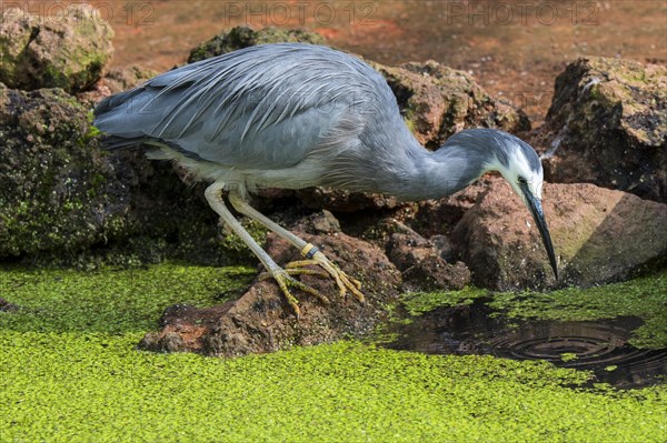 White-faced heron