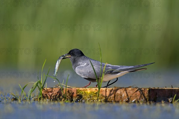 Black tern