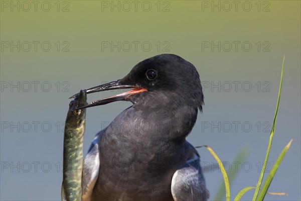 Close up of black tern