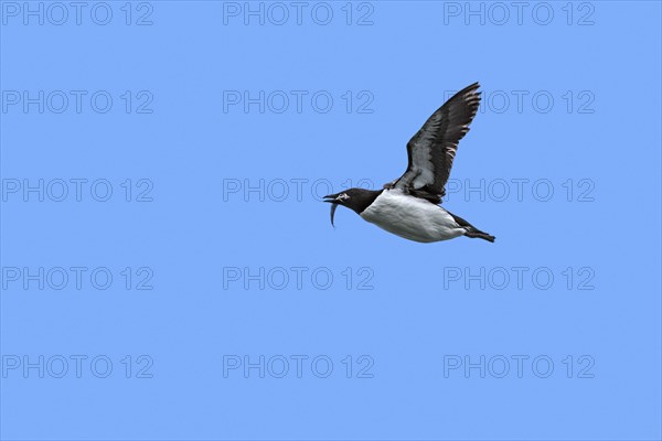 Thick-billed murre