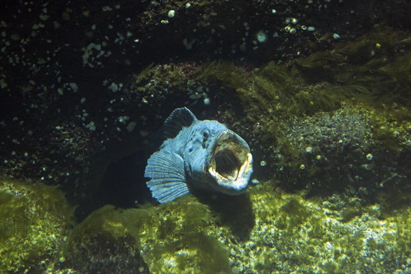 Atlantic wolffish