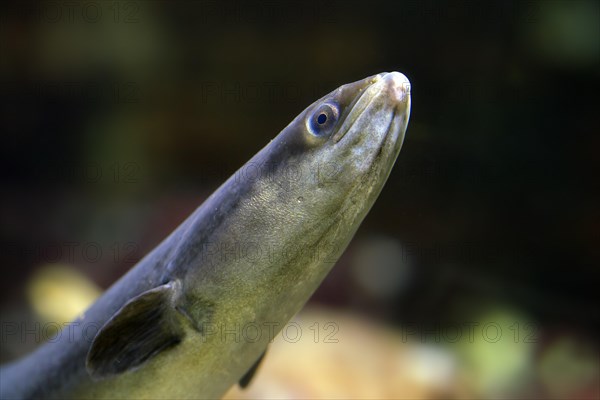 European eel