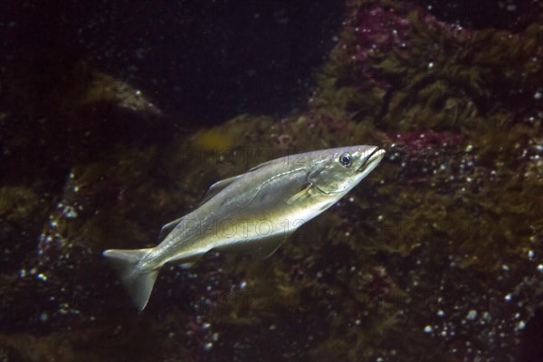 Atlantic pollock