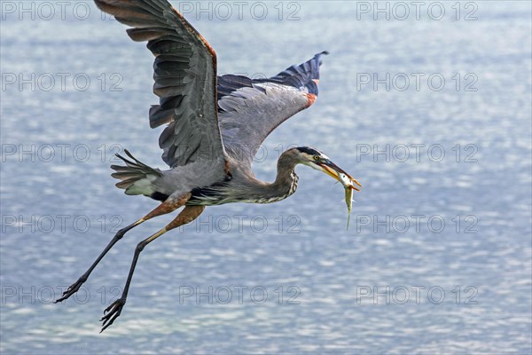 Great blue heron