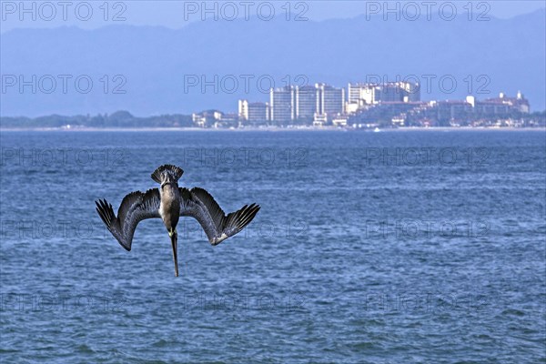 Brown pelican