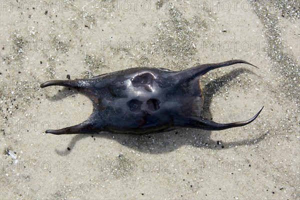 Undulate ray