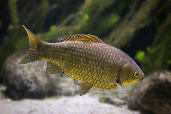 Crucian carp