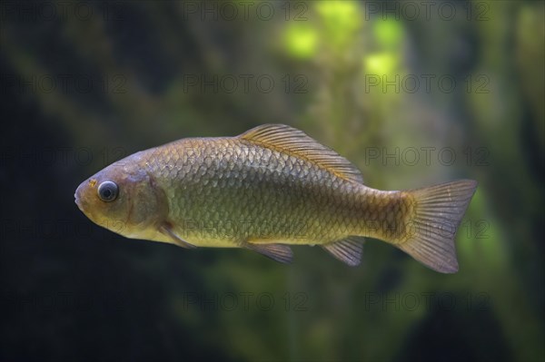 Crucian carp