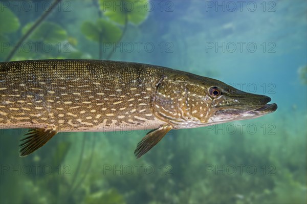 Northern pike