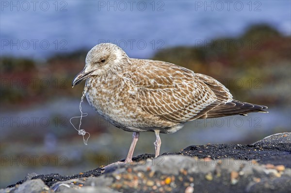 Injured juvenile European herring gull