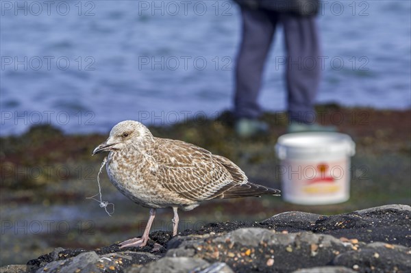 Injured juvenile European herring gull