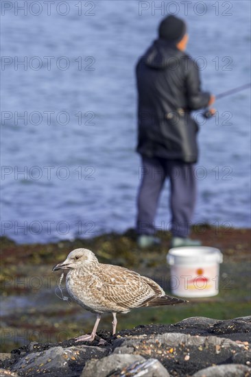 Injured juvenile European herring gull