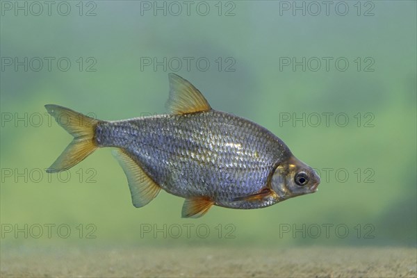 White bream