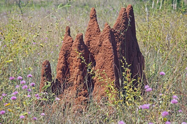 Termite mound