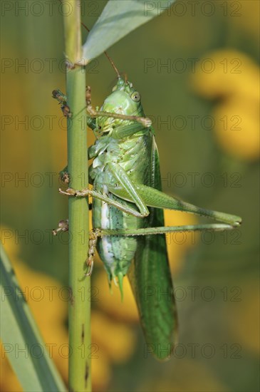 Great green bush cricket