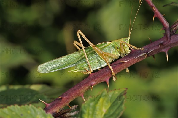 Great green bush cricket