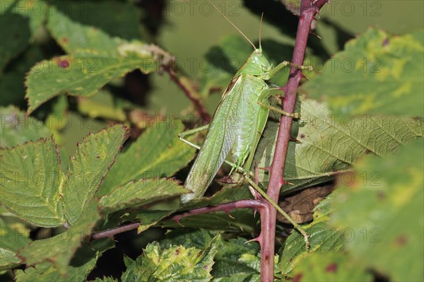 Great green bush cricket