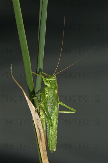 Great green bush-cricket