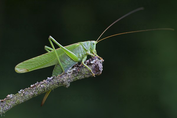 Great Green Bushcricket