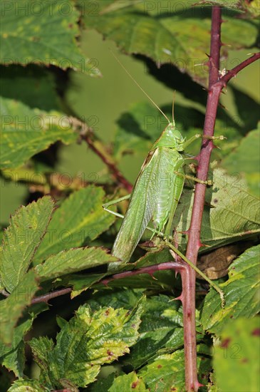 Great green bush cricket