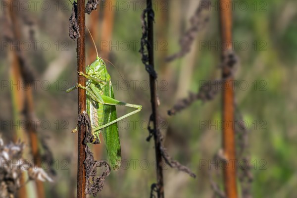 Great green bush-cricket