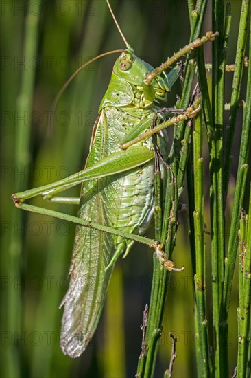 Great green bush-cricket