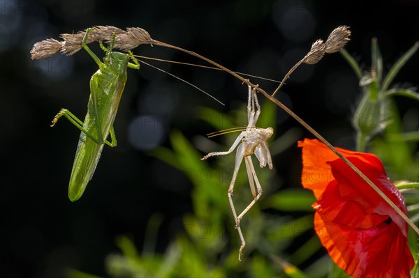 Great green bush-cricket