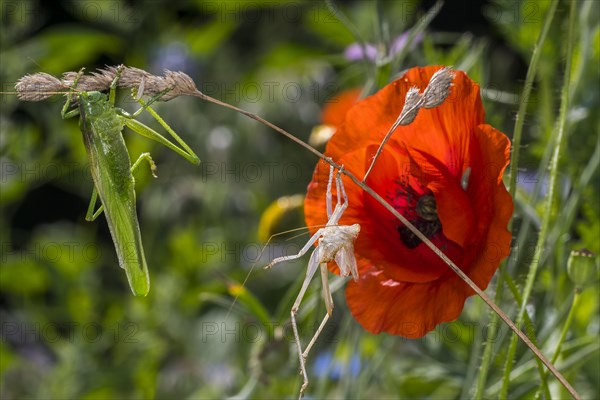 Great green bush-cricket