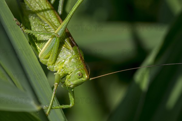 Great green bush-cricket