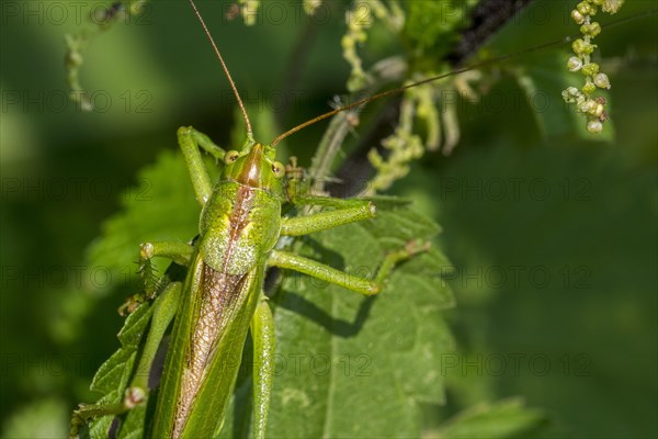 Great green bush-cricket