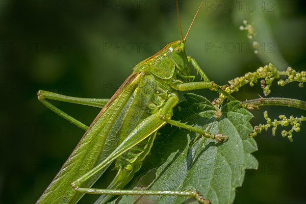 Great green bush-cricket