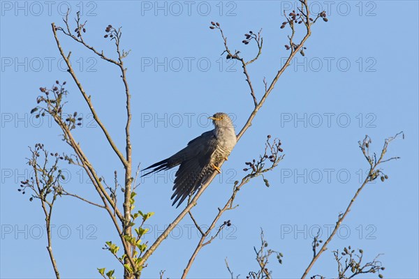 Common cuckoo