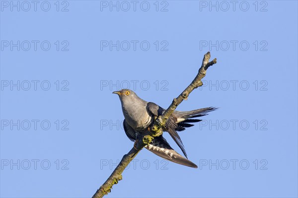 Common cuckoo