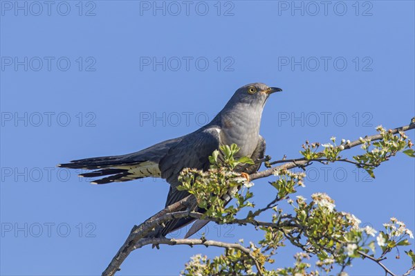 Common cuckoo