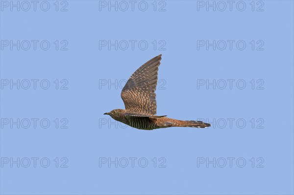 Common cuckoo