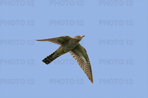 Common cuckoo