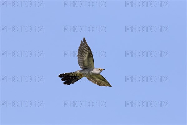 Common cuckoo