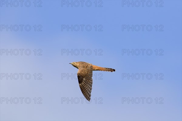 Common cuckoo