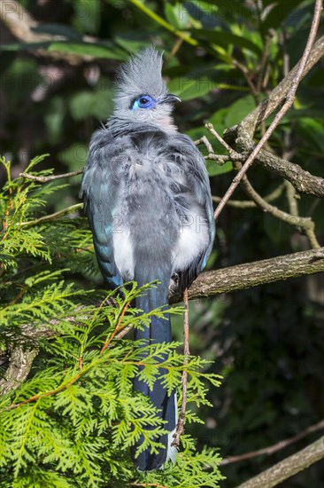 Crested coua