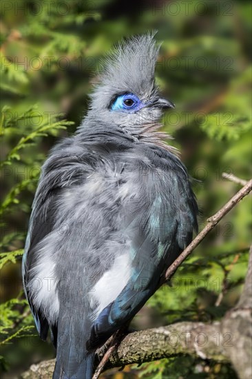 Crested coua