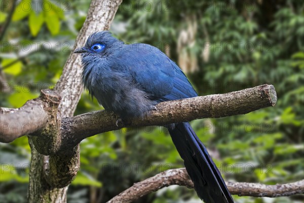 Blue coua