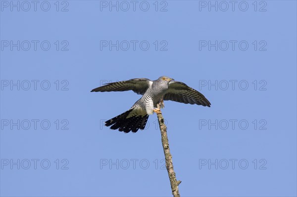 Common cuckoo