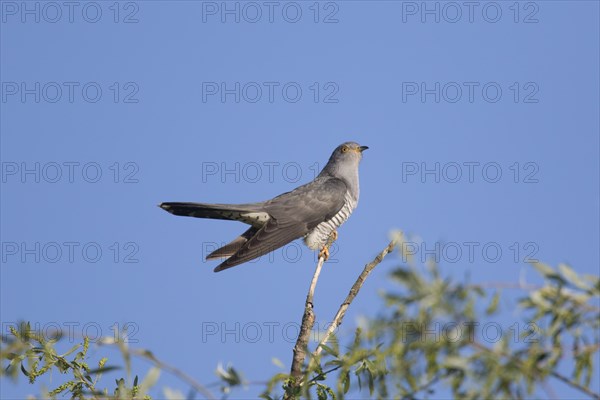 Common cuckoo